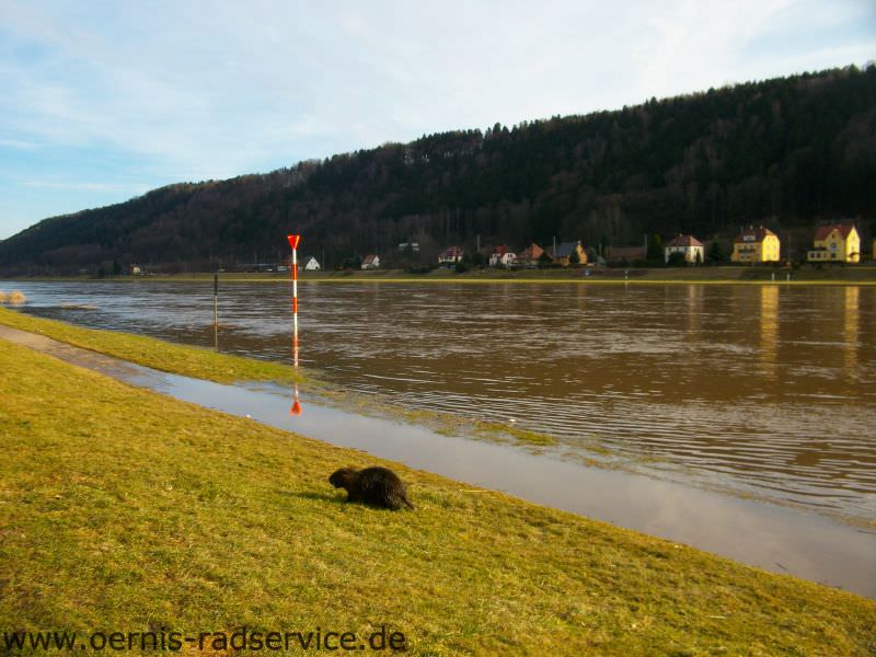 Foto: Nutria an der Elbe bei Hochwasser, März 2012